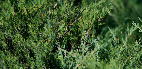 Green juniper shrub foliage close-up. Natural evergreen plant texture background