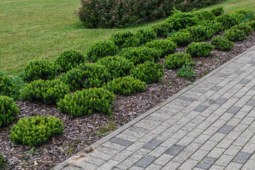 Neatly landscaped garden with green ornamental bushes growing in mulched soil next to a paved walkway
