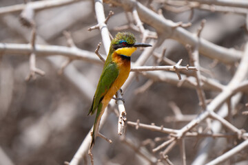 Colorful cinnamon-chested bee eater, skilled hunter, capsule of catching bee in flight, then heading to a tree branch to stun it and remove the stinger before eating It