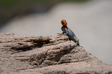 Mwanza flat-headed rock agama male sunbathing on a rock in Lake Manyara national park, with typical red head and blue body as popular superhero 