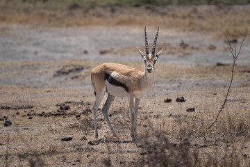 Thomson's gazelle male walking in the arid savannah of Ngorongoro crater, recognizable by the dark...