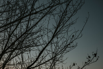 Silhouette of bare tree branches against a dusky sky. The image captures the stark silhouette of tree branches against a gradient sky, creating a moody and atmospheric scene, possibly at dusk.