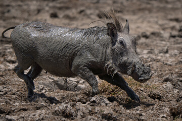 Warthog cute close up happily playing in the mud in African savannah with tusks visible 