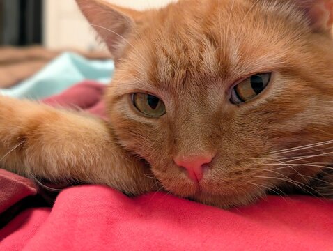 red cat sleeping