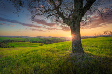 Sunset tree in Pomarance countryside, Val di Cecina, Tuscany