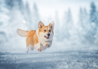 Happy corgi jumping over snowy forest, winter wonderland full of joy and magic