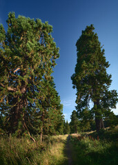 A large Western Red Cedar trees and the small figure of a woman among them on a sunny day in the Falkirk area, Scotland