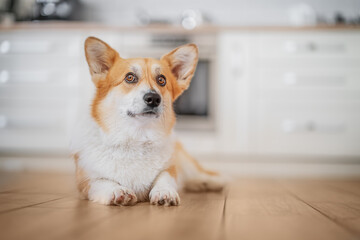 Happy corgi relaxing on the kitchen floor, cozy home lifestyle moment