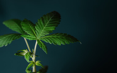 Cannabis leaf on dark blue background, modern minimal natural concept