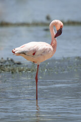 Lesser flamingo intense portrait standing in classical position with single leg in the blue water 