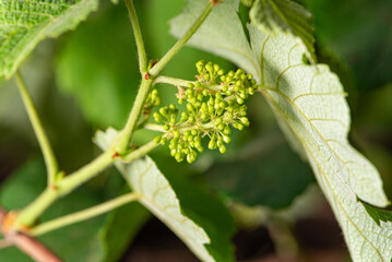 Bunch of grapes, a small bunch of grapes that have just appeared on the vine, selective focus.