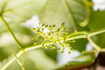 Bunch of grapes, a small bunch of grapes that have just appeared on the vine, selective focus.
