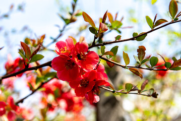 Red flowering quince blossoms in spring sunlight