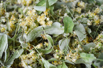 Close-Up of Dried Linden Flowers and Leaves
