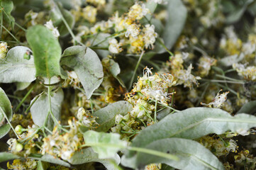 Close-Up of Dried Linden Flowers and Leaves