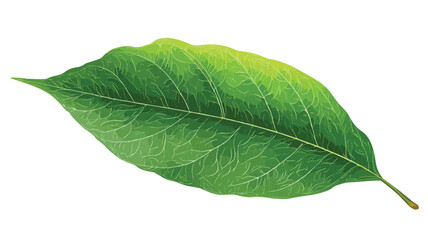 Obraz premium Vibrant Green Leaf on White Background for Botanical Design Projects