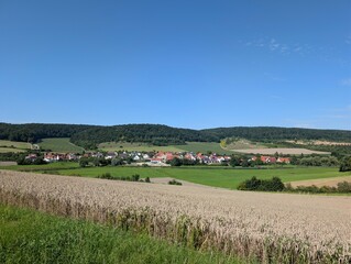 rural landscape with cows