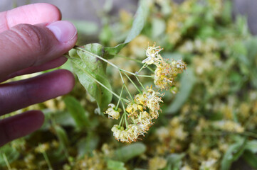 Hand Holding Fresh Linden Flowers