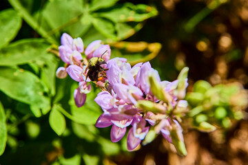 Bee Pollinating Purple Flower in Sunlit Meadow Macro Nature Detail