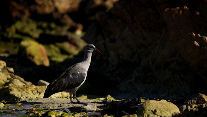 Wild bird standing on rocky shore in natural habitat, coastal wildlife photography with dramatic light and shadows
