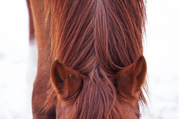 Fire horse ears close-up © drakuliren