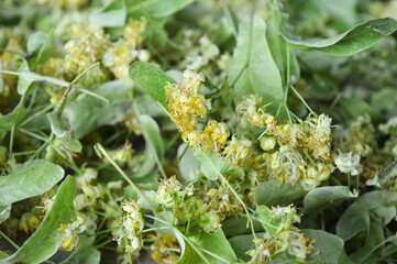 Close-Up of Dried Linden Flowers and Leaves