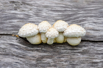 A collection of white mushrooms is growing on a weathered wooden surface nearby