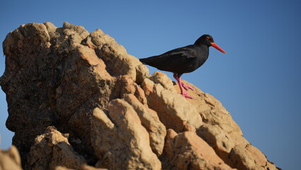 African black oystercatcher bird standing on coastal rock with blue sky background, wildlife in South Africa
