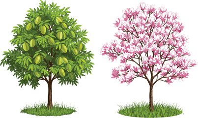 Starfruit tree with ripe green fruits and pink magnolia blossom tree in nature garden, spring seasonal plants, outdoor landscape background. © Shariyar Pantho