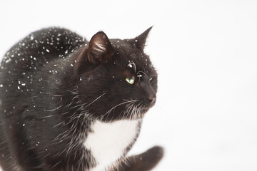 portrait of a black cat in the snow