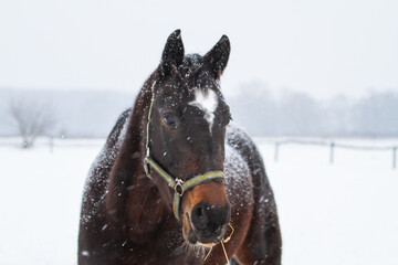 Portrait of a red horse in winter