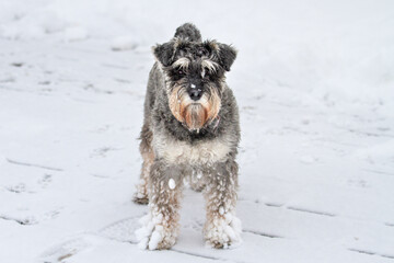 Schnauzer standing on a snowy road