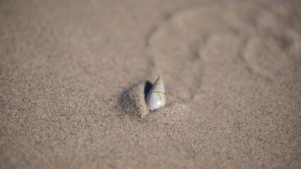 Closeup of seashell half buried in sand on the beach, minimalistic nature detail, South Africa coast
