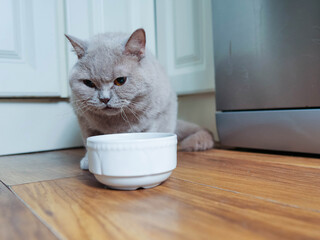 British short hair cat standing over a white porcelain bowl in a kitchen. Pet face shows dramatic...