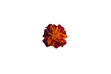 Single deep rust and orange marigold bloom on transparent background