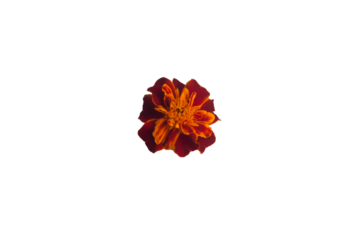Single deep rust and orange marigold bloom on transparent background
