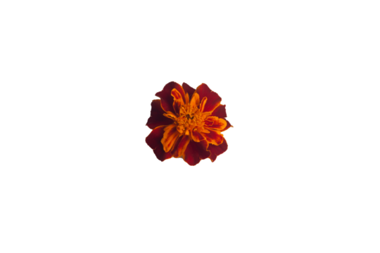 Single deep rust and orange marigold bloom on transparent background