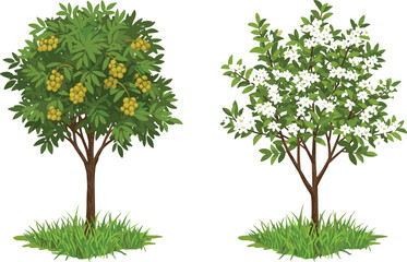 Tropical longan fruit tree with ripe golden clusters, fragrant jasmine flowering tree in full bloom, lush green leaves, botanical illustration.