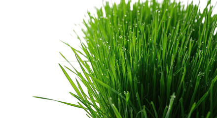 Obraz premium Lush green grass blades with dew drops against a dark backdrop