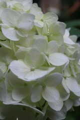 A vertical macro shot of a beautiful white-green hydrangea with a soft, natural background.