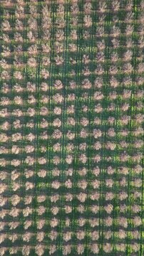 Aerial drone view of hazelnut orchard in geometric rows, long shadows and spring foliage