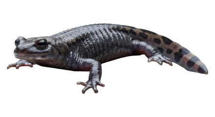 Fototapeta premium Salamander with mottled tail and glossy skin, resting against a dark background