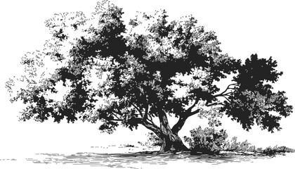 Oak tree sketch hand drawn, detailed foliage and textured trunk, natural landscape — stock vector