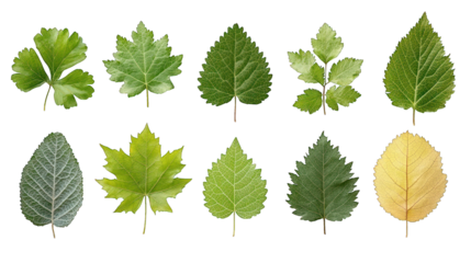Ten diverse green leaves arranged in two rows against a dark background