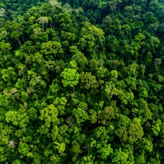Dense rainforest canopy, seen from above. Lush green trees of varying heights and shapes fill the frame, creating a vibrant, almost chaotic, pattern