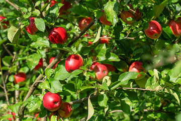 Apple tree branches covered with red apples