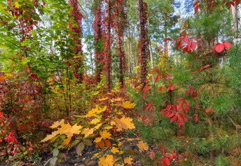 Natural autumn landscape with red and golden colors