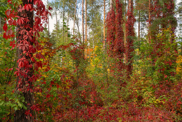 Autumn forest with wild grape vines climbing tree trunks