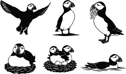 Puffin bird illustrations flying, nesting, feeding, swimming, black and white vector silhouettes on white background