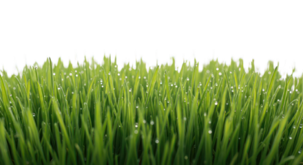 Vibrant green grass, fresh with water droplets, isolated on a dark background